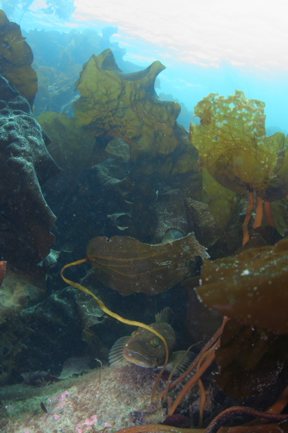 SMALL LINGCOD UNDER KELP